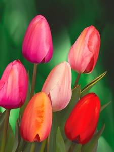 Darwin Tulips