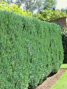 All Hedges