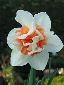 Double flowering daffodils