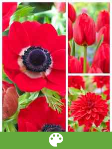 Flower bulbs by colour