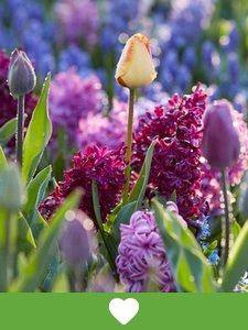 Popular flower bulbs