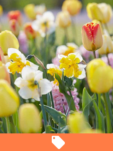 Flower bulbs on sale