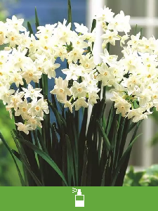 Fragrant flower bulbs