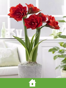 Indoor flower bulbs
