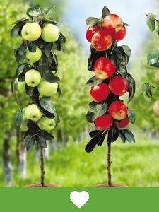 Popular fruit plants