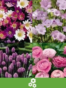 Flower bulb collections