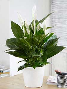 Peace Lily - Spathiphyllum