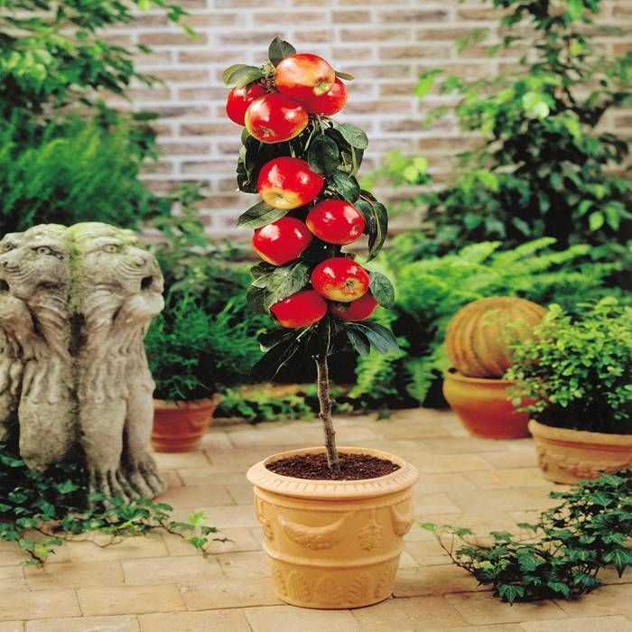Buy Mini Apple Tree Malus Gala Red affordable Gardens4You.eu