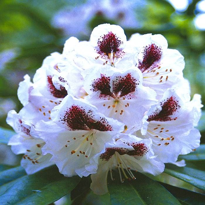 Buy Rhododendron Sappho 13 cm affordable | Gardens4You.eu