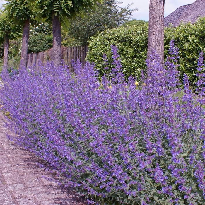 Buy Nepeta faassenii Walker Low affordable Gardens4You.eu