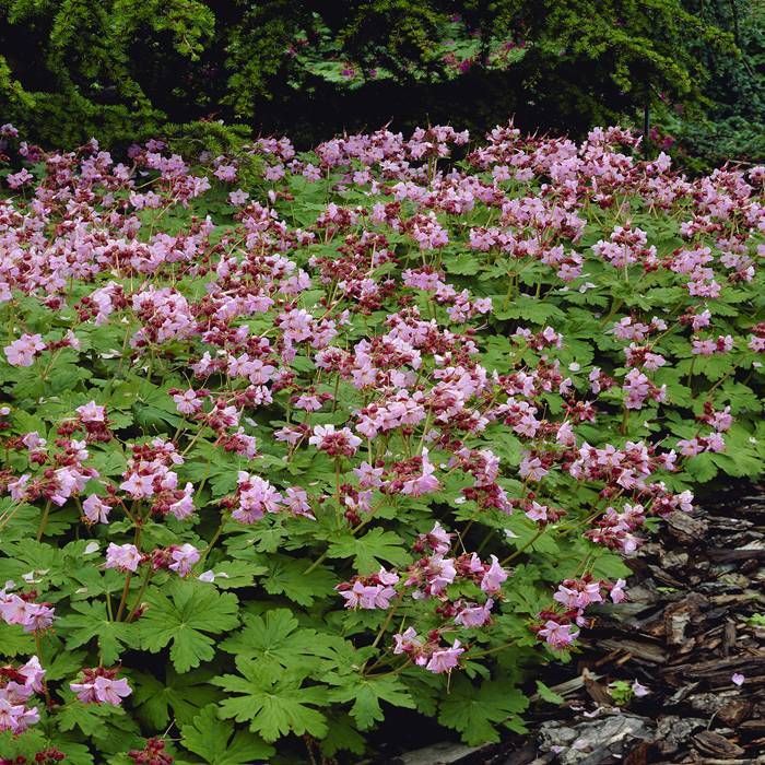 Buy Geranium macrorrhizum Ingwersens Variety affordable Gardens4You.eu
