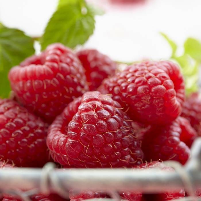 Buy Raspberry Willamette affordable Gardens4You.eu