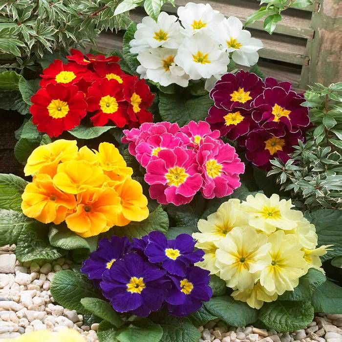 Buy Primrose Primula Acaulis x 5 affordable Gardens4You.eu