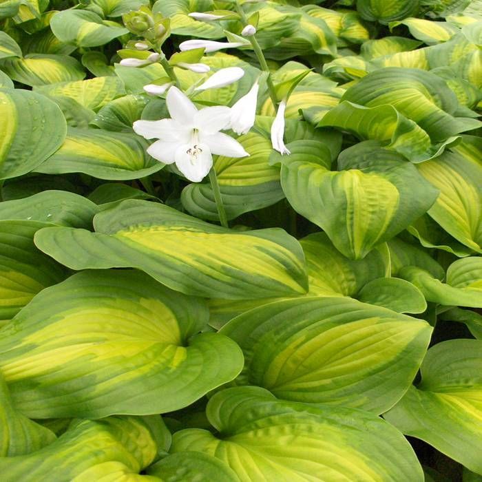 Buy Hosta Avocado affordable Gardens4You.eu