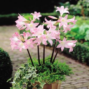 Crinum powelli Roze (Tuinamaryllis)