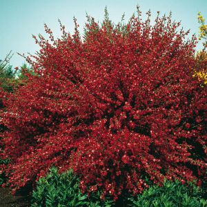 Cytisus praecox Hollandia Rood