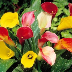 Zantedeschia Calla Mix x 3