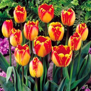 Tulpen Darwin Hybride Banja Luka x 10