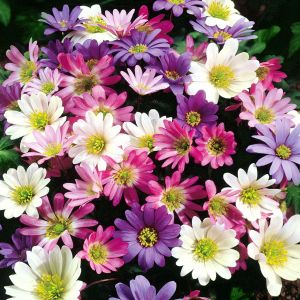 Anemone blanda Mix van tinten x 20
