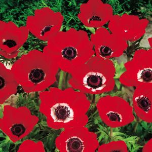 Anemone coronaria Hollandia x 20