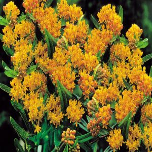 Asclepia Tuberosa x 3