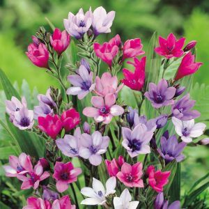 Babiana hybrida Bavianen Knol x 20