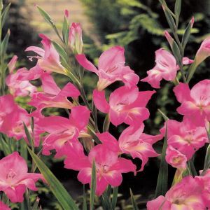 Dwerggladiool nanus Charming Lady x 10