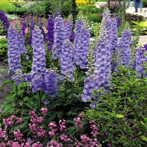 Delphinium Pacific Giants x 3