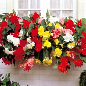 Begonia Cascade Mix x 3