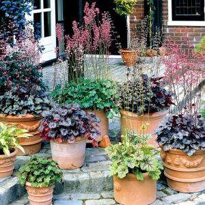Heuchera Garden
