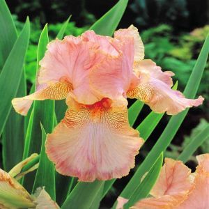 Iris germanica Zalmroze (Baardiris )