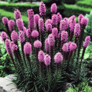 Liatris spicata Floristan Violet x 20