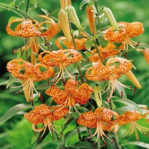 Tiger Lelie,  Lilium Lancifolium x 3