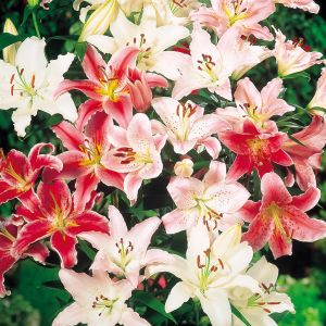 Lilium orientale  Mix