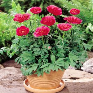 Pioen lactiflora Flame (Pioenroos)