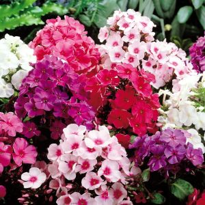 Phlox Paniculata Mix