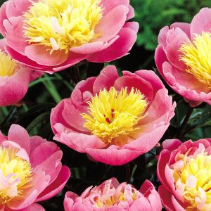 Pioen Bowl of Beauty (Pioenroos)