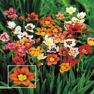 Sparaxis Mix (Zigeunerbloemen) x 20