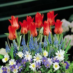 Roodkapjes Sprookjestuin x 50