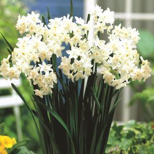 Narcissen Tazetta Paperwhite x 10