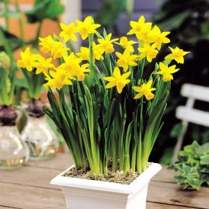 Narcissen Cyclamineus Tête à Tête x 10