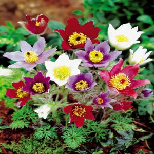 Anemone Pulsatilla vulgaris x 3