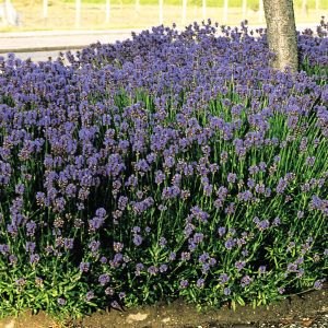 Lavender angustifolia Munstead x 3