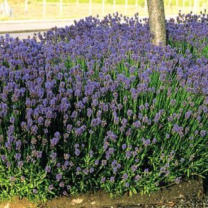 Lavender angustifolia Munstead x 3