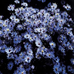 Aster Dumosus'Blue Boy' Blue