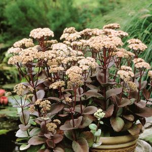 Sedum spectabile Matrona (Hemelsleutel) x 3