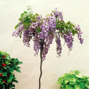 Stand. Wisteria + Basic Pot_10862_DH