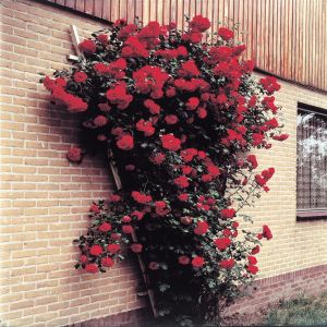 Climbing Rose Red 11cm Pot