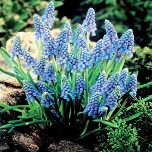 Muscari Armeniacum x 20