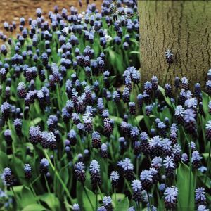 Muscari latifolium (Blauwe Druifjes) x 20